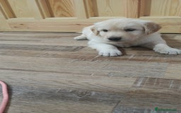 Golden Retriever perros en venta: Macho de golden retriever  - Imagen 1
