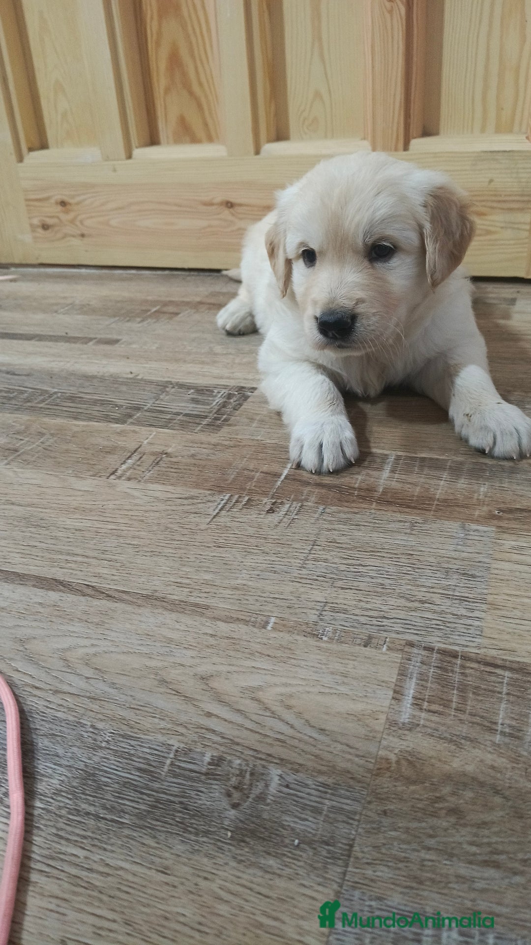 Golden Retriever perros en venta: Macho de golden retriever  - Imagen 1