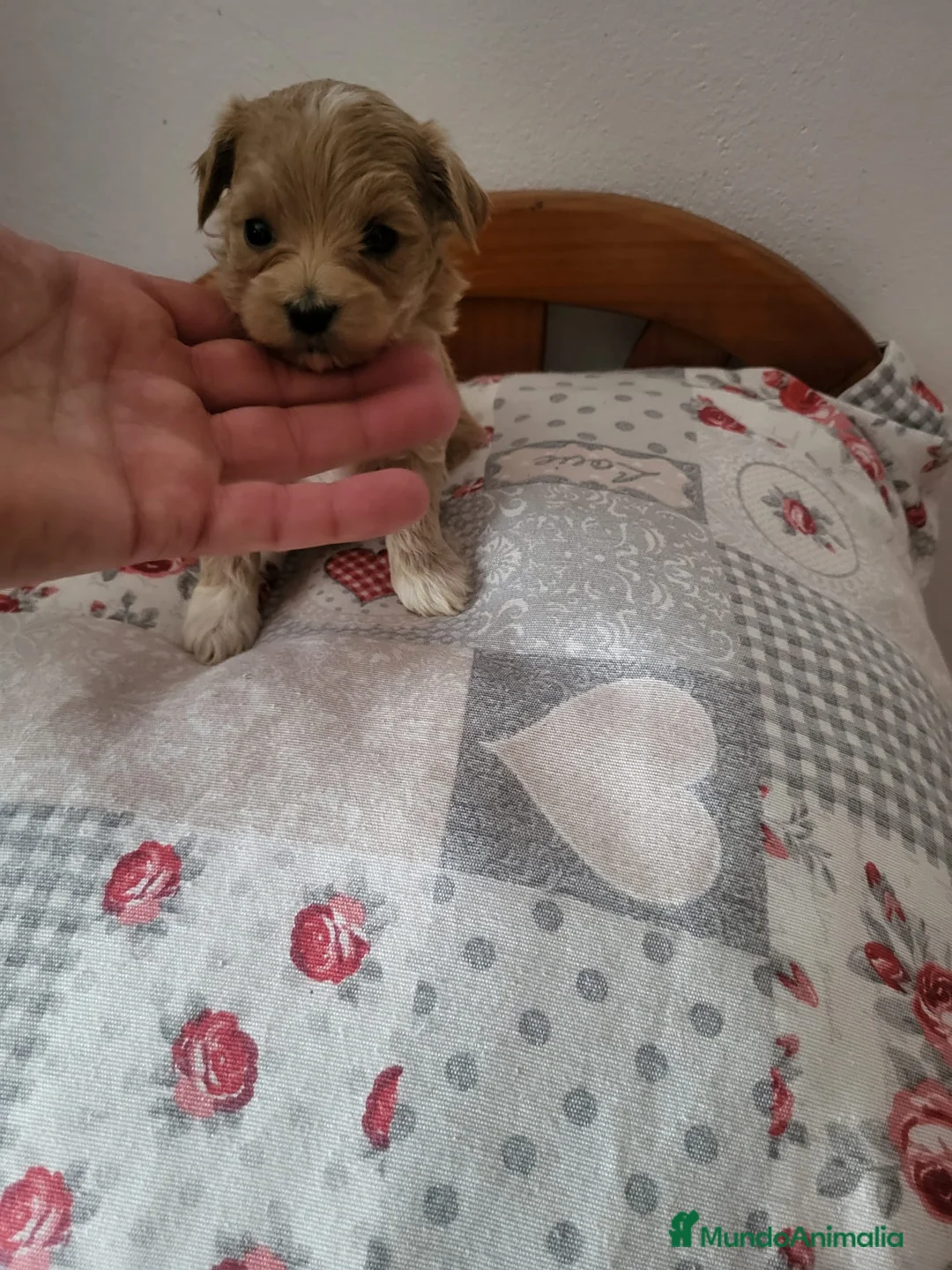 Maltipoo perros en venta: Machos de maltipoo nacionales  - Anuncio 3
