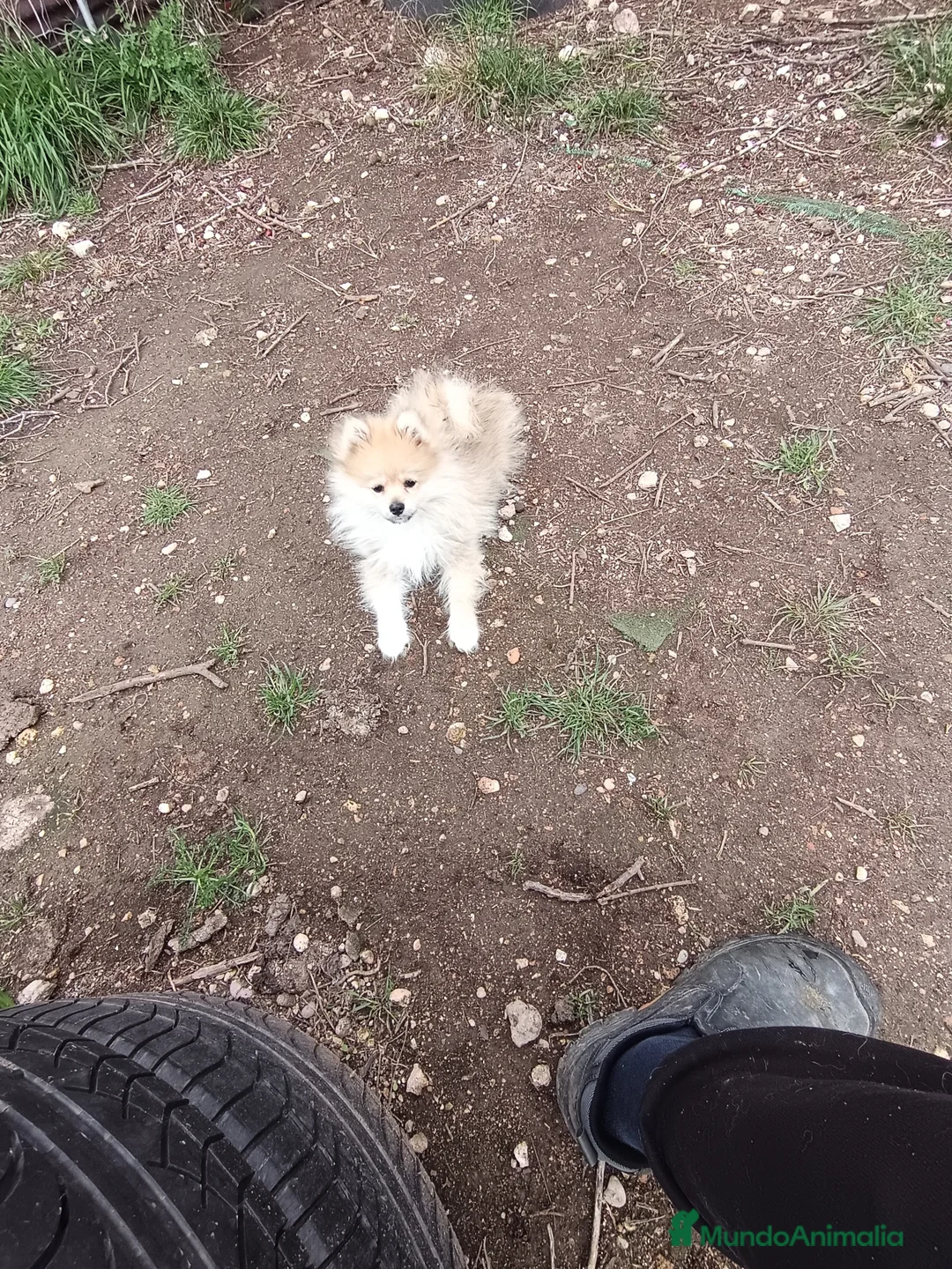 Pomerania perros en venta: Cachorro de pomerania  - Anuncio 2