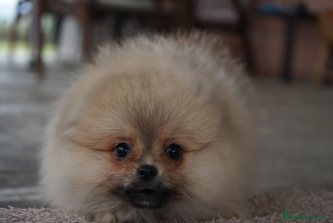 Pomerania perros en venta: 🔥 Sparky – Pomerania Mini Toy rojo 🐾 - Imagen 7