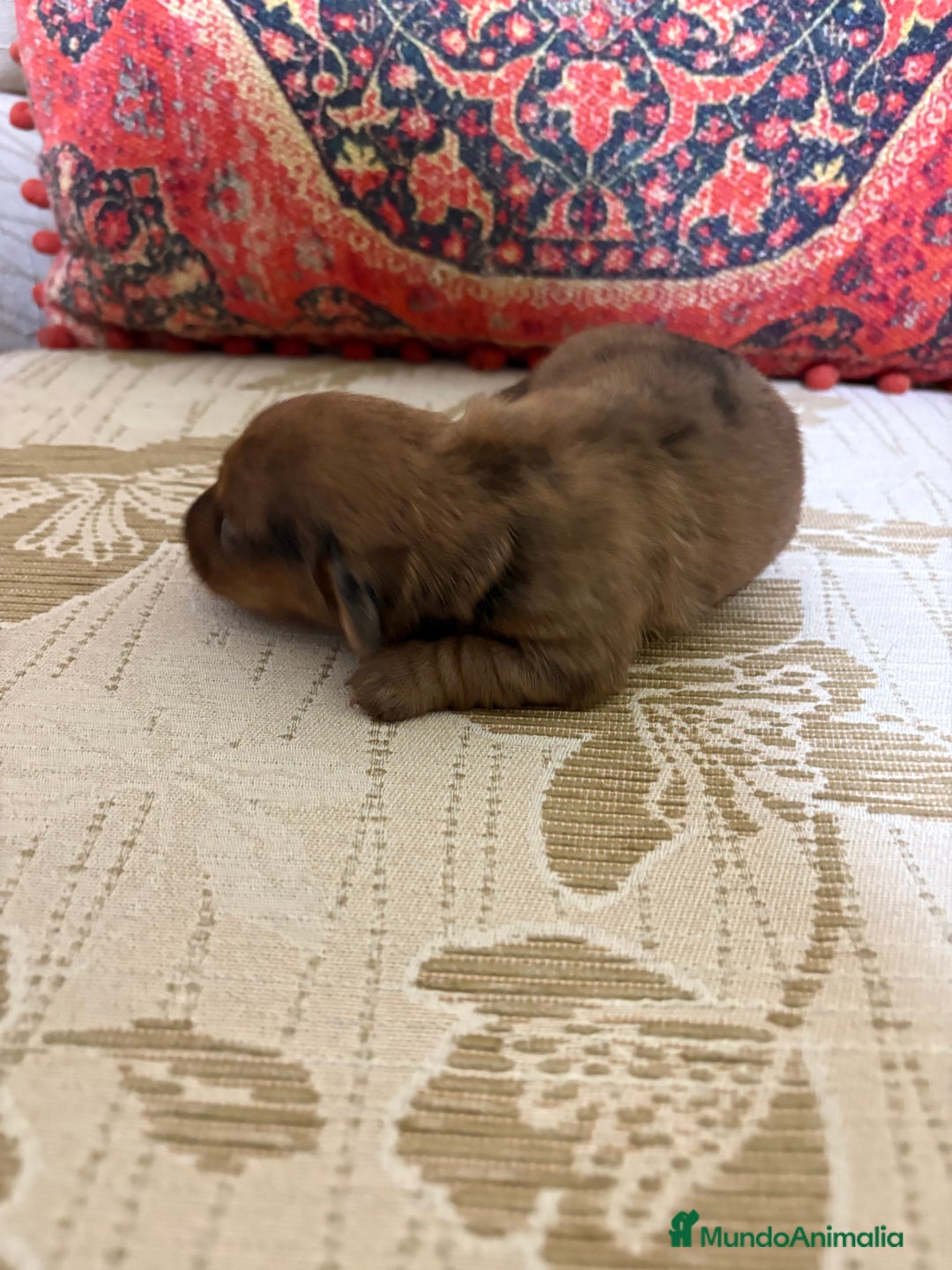 Teckel Miniatura perros en venta: Teckel miniatura Merle chocolate precioso macho  - Anuncio 5