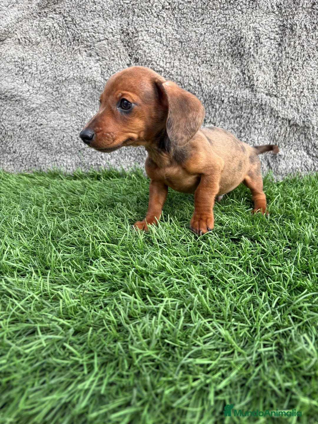 Teckel Miniatura perros en venta: Macho de Teckel Kaninchen Merle chocolate diluido - Anuncio 7