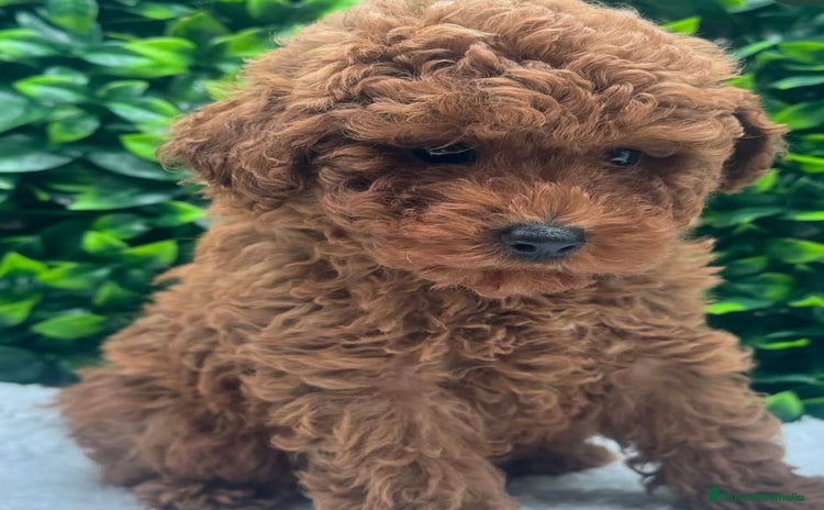 Caniche Toy perros - Anuncio 1