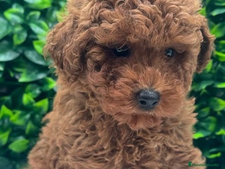 Caniche Toy perros - Anuncio 16