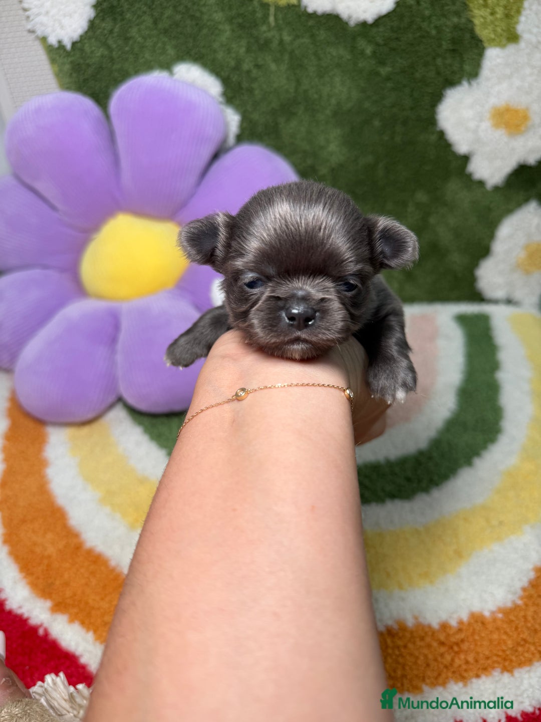 Chihuahua perros en venta: Chihuahua Pelo Largo Lilac Exótico  - Imagen 2