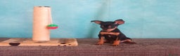 Pinscher Miniatura perros en venta: 🐾 Pincher Miniatura Negro y Fuego 🐾 - Anuncio 1
