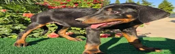 Dobermann perros en venta: Disponible Doberman de Calidad  - Anuncio 4