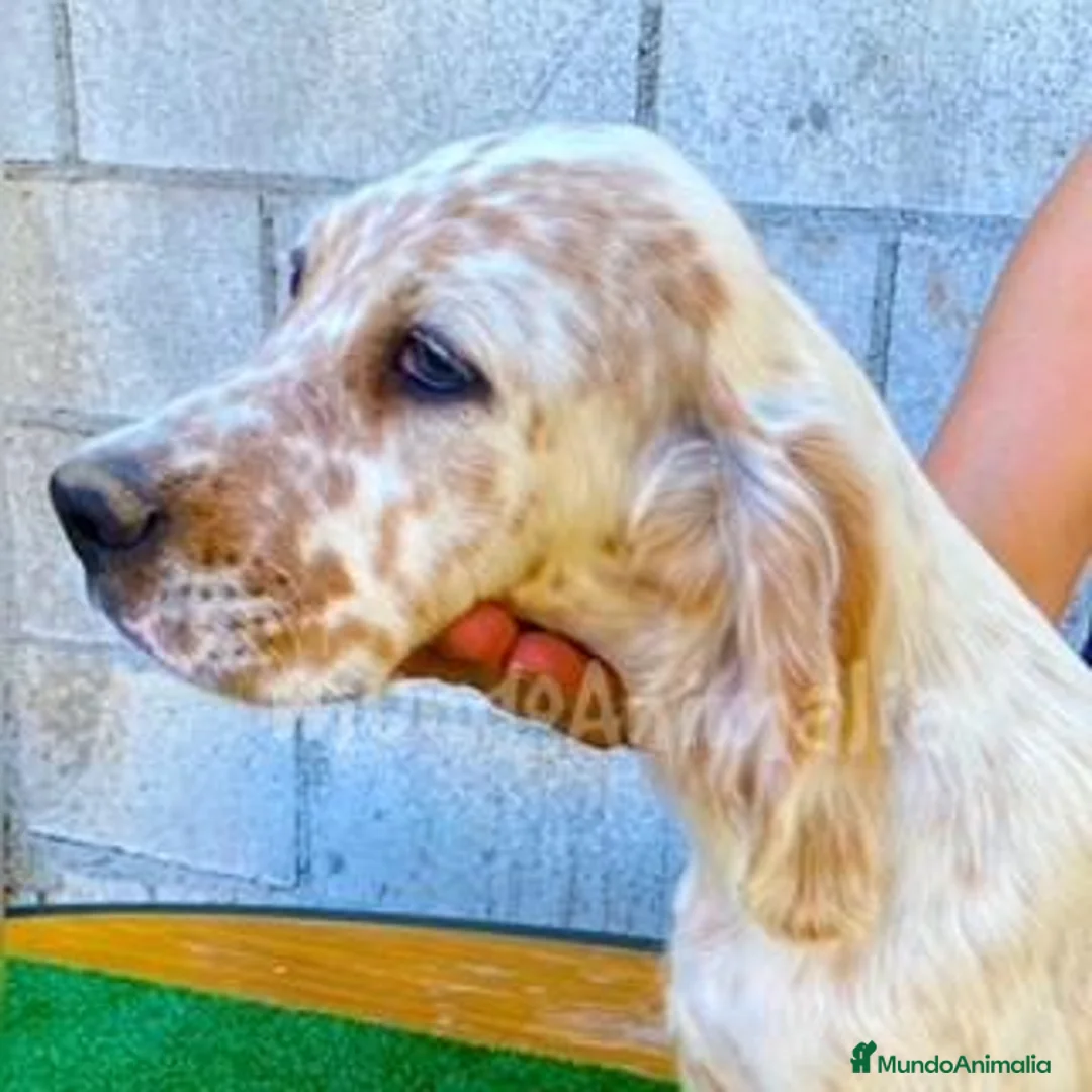 Imagen de galería {{count}}