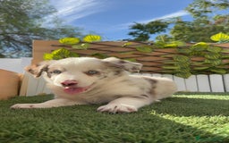 Border Collie perros en venta: BORDER COLLIE HEMBRA RED MERLE - Imagen 12