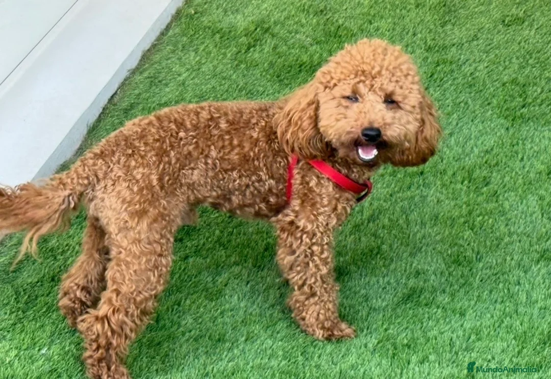 Maltipoo perros en venta: Maltipoo - Anuncio 1