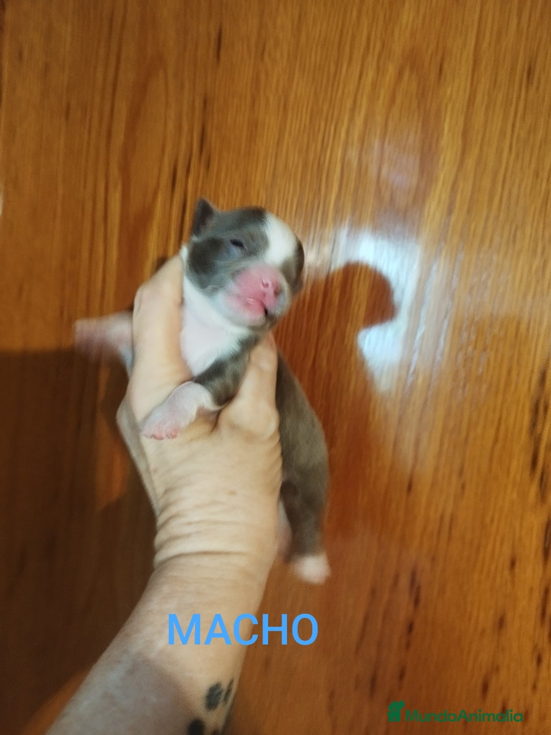 Chihuahua perros en venta: Chihuahuas toys exóticos  - Imagen 2