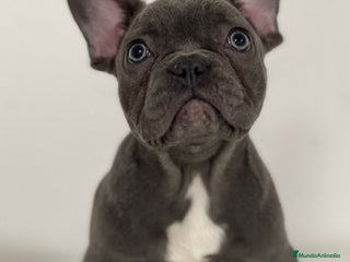 Bulldog Francés perros - Anuncio 40