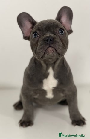 Bulldog Francés perros - Anuncio 12