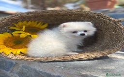 Pomerania perros en venta: Pomerania hembra blanca para entregar - Imagen 1