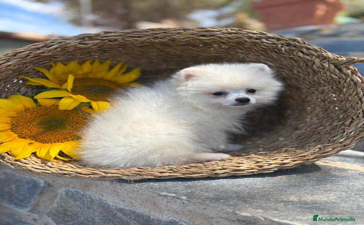 Pomerania perros - Propaganda 1
