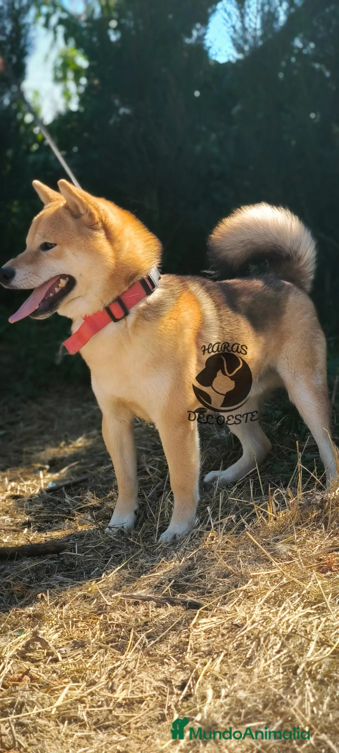 Shiba Inu perros en venta: Shiba inu - Anuncio 2