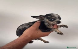 Chihuahua perros en venta: Chihuahuas merles - Imagen 6