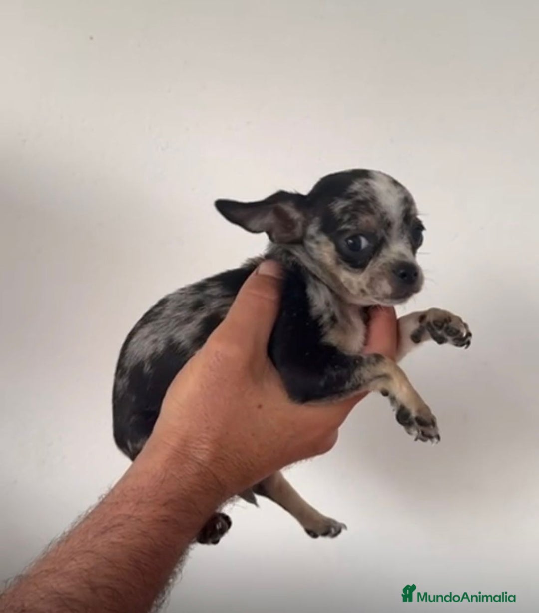 Chihuahua perros en venta: Chihuahuas merles - Imagen 6