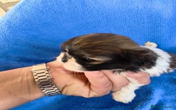 Shih Tzu perros en venta: Shihtzu - Imagen 3