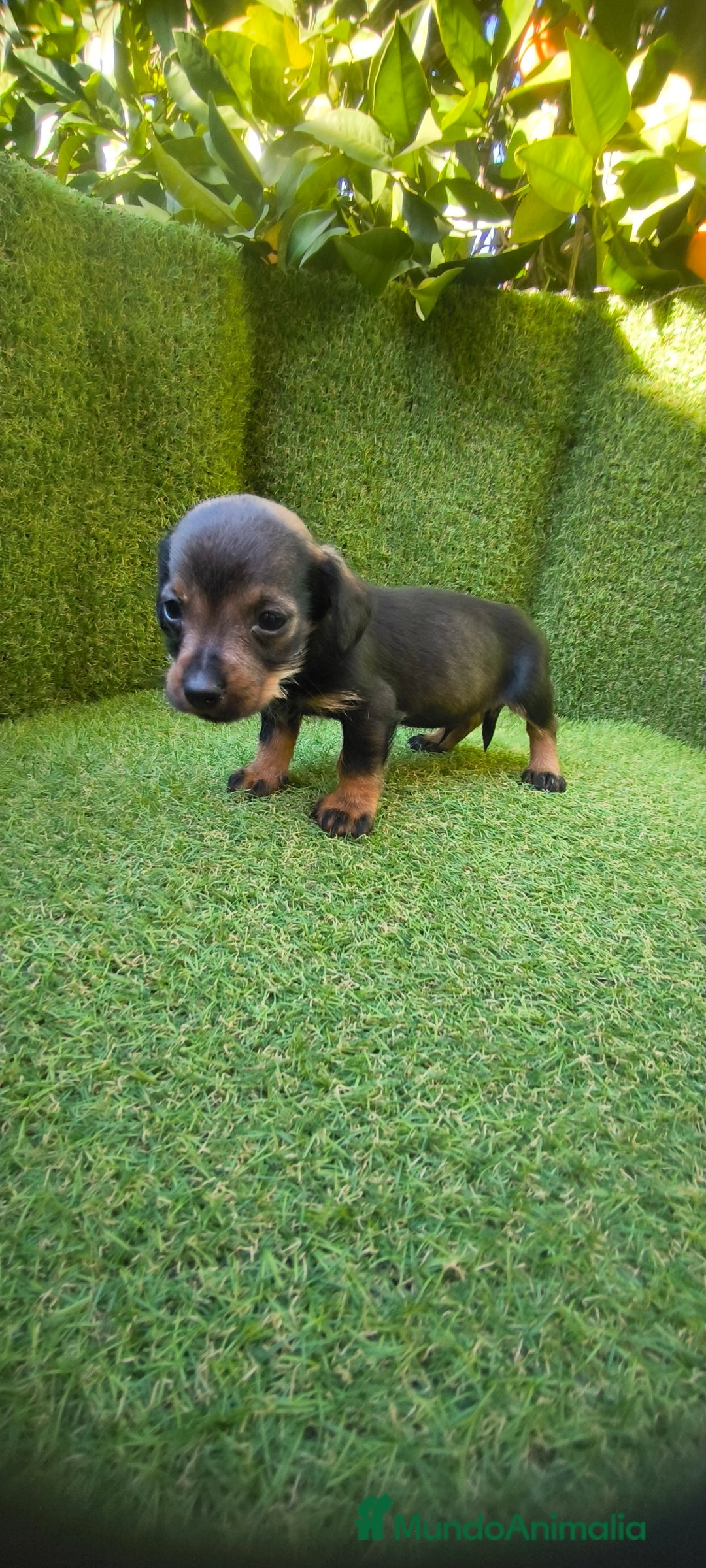 Teckel Miniatura perros en venta: camada teckel miniatura  - Anuncio 12