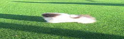 Pomerania perros en venta: Excelente machito pomerania. - Anuncio 1