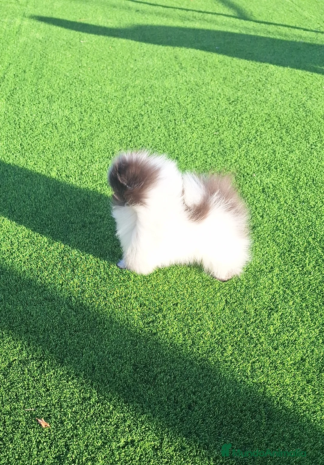 Pomerania perros en venta: Excelente machito pomerania. - Anuncio 1
