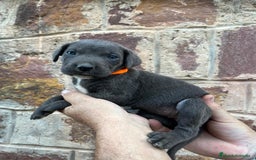 Cane Corso perros en venta: Dos hembras de Cane Corso - Imagen 1