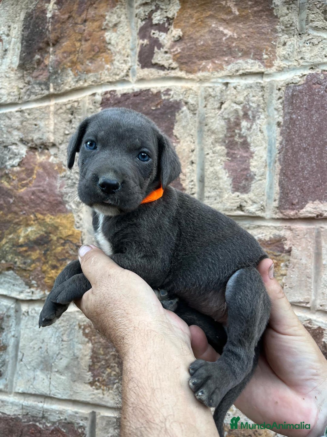 Cane Corso perros en venta: Dos hembras de Cane Corso - Imagen 1