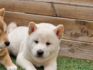Shiba Inu perros MACHOS SHIBA BLANCOS - Anuncio 13