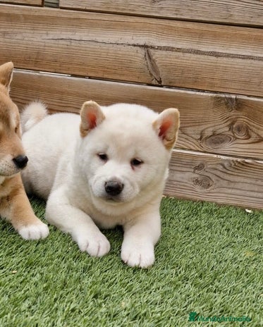Shiba Inu perros - Anuncio 6