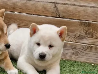 Shiba Inu perros MACHOS SHIBA BLANCOS - Anuncio 14