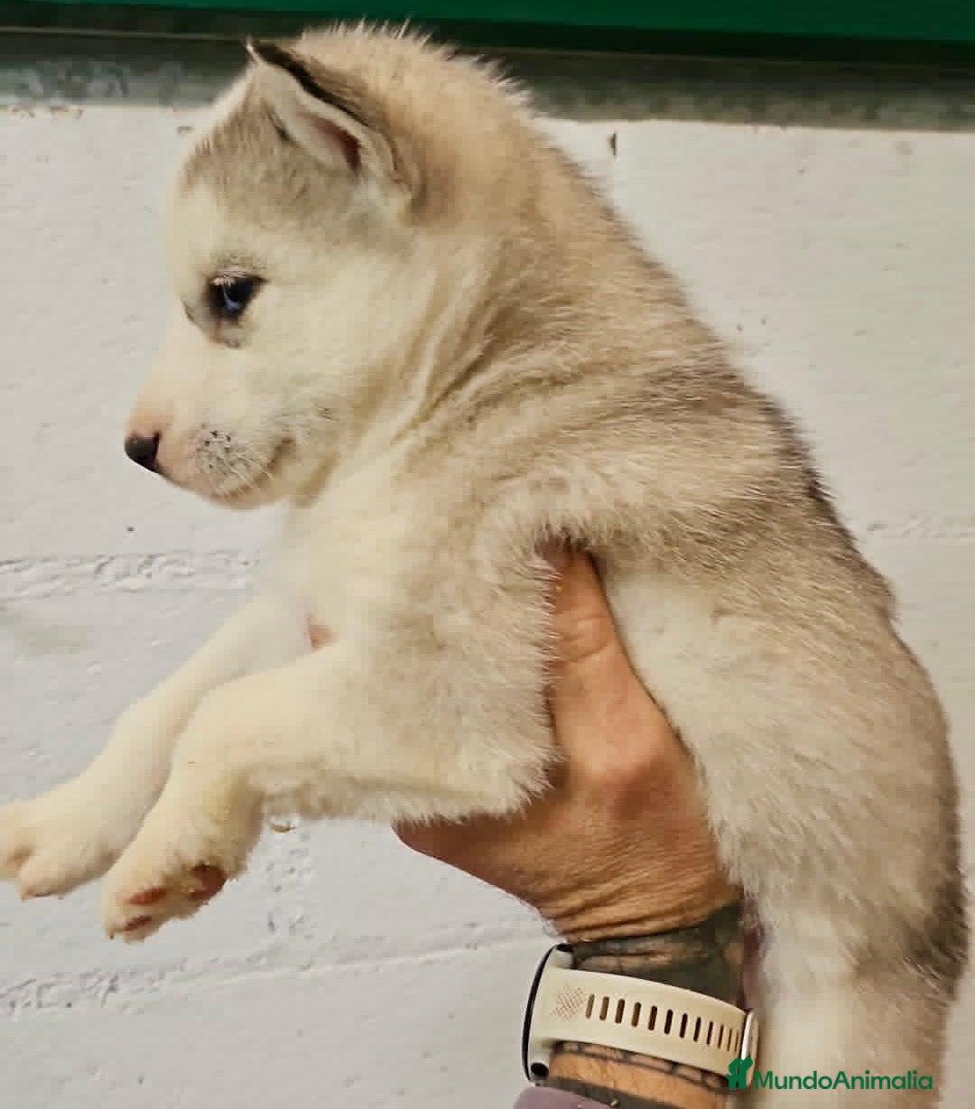 Husky Siberiano perros en venta: CAMADA DE HUSKY SIBERIANO - Anuncio 2