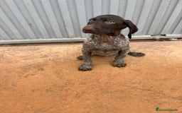 Braco Alemán de Pelo Corto perros en venta: Braco Alemán ultimo macho - Anuncio 5