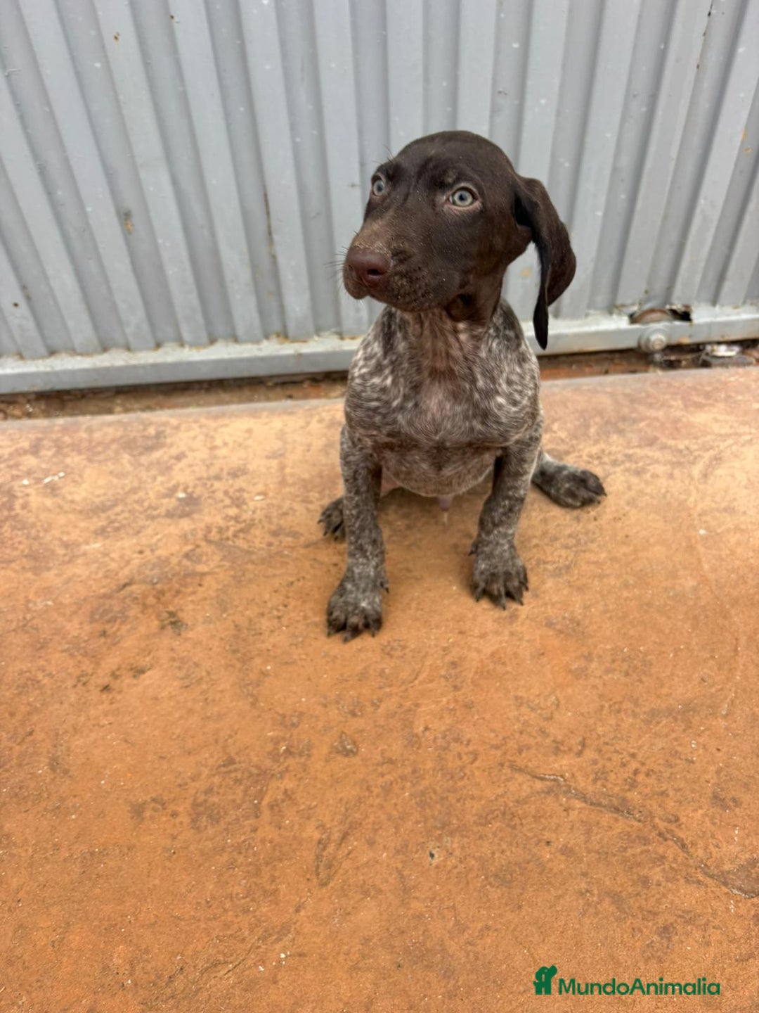 Braco Alemán de Pelo Corto perros en venta: Braco Alemán ultimo macho - Anuncio 5