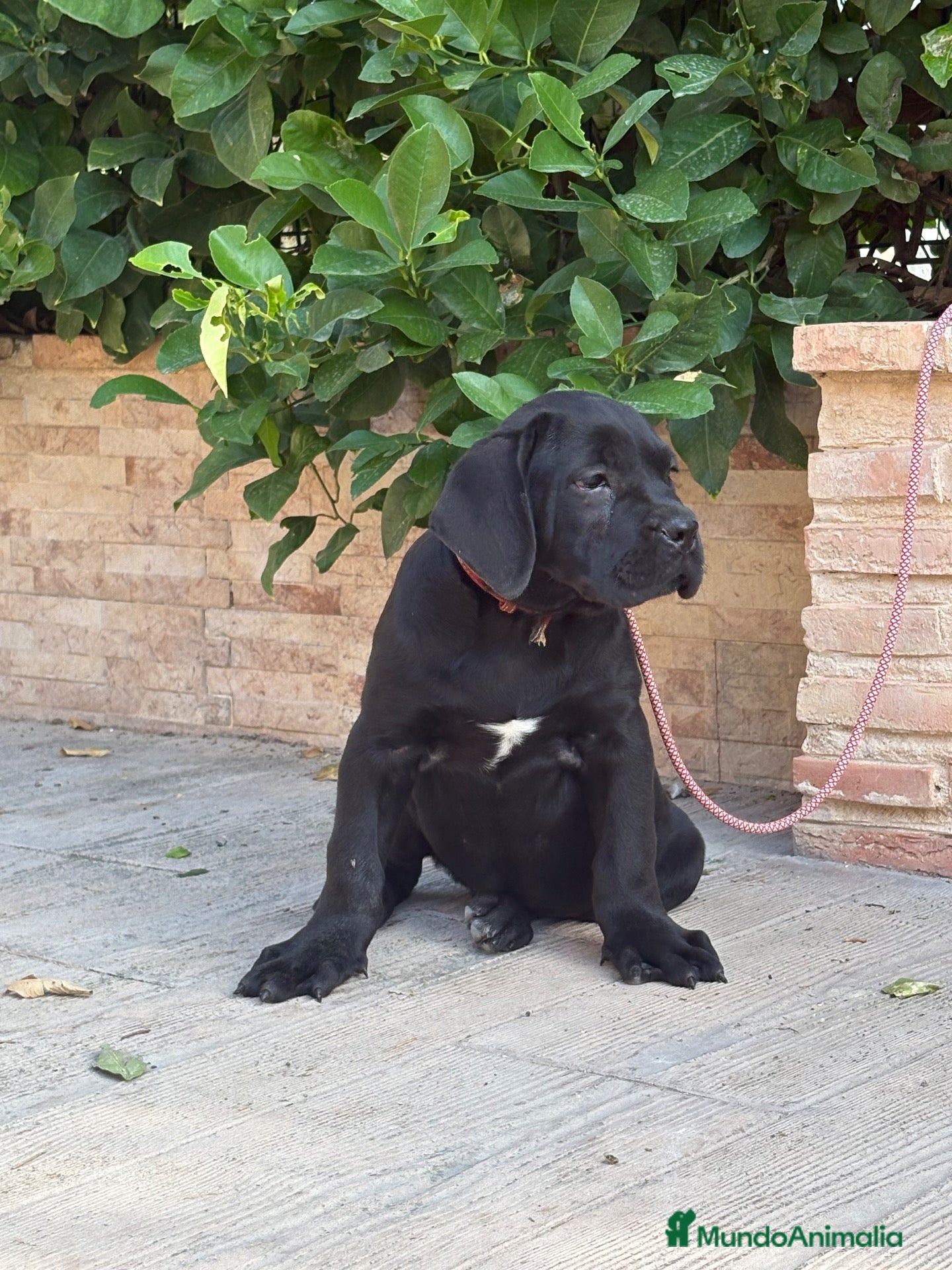 Cane Corso perros en venta: Cachorras de cane corso  - Anuncio 2