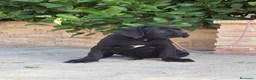 Cane Corso perros en venta: Cachorras de cane corso  - Anuncio 1