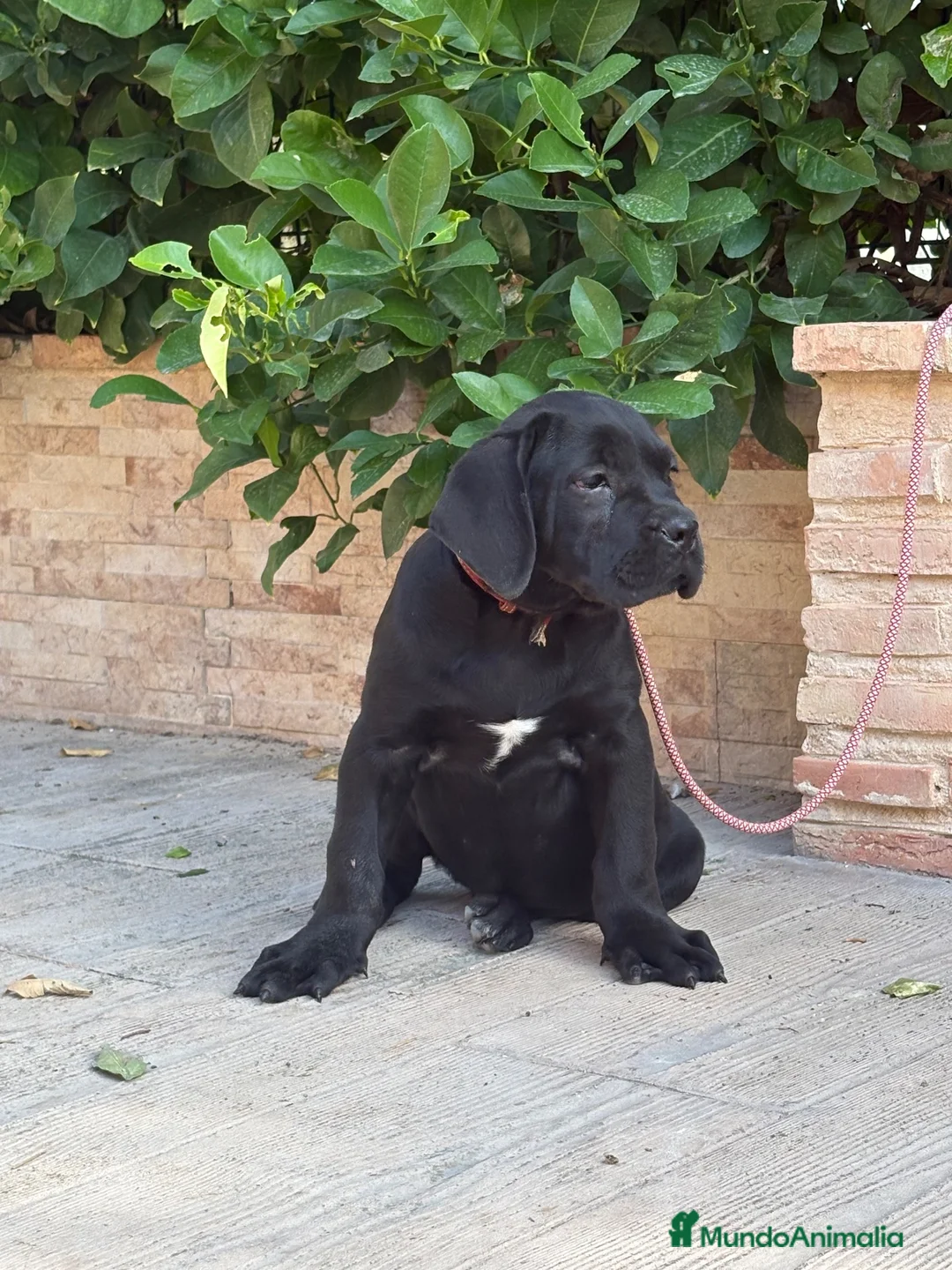 Cane Corso perros en venta: Cachorras de cane corso  - Anuncio 1
