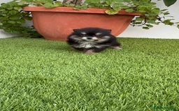 Pomerania perros en venta: POMERANIA HEMBRA DISPONIBLE - Imagen 4