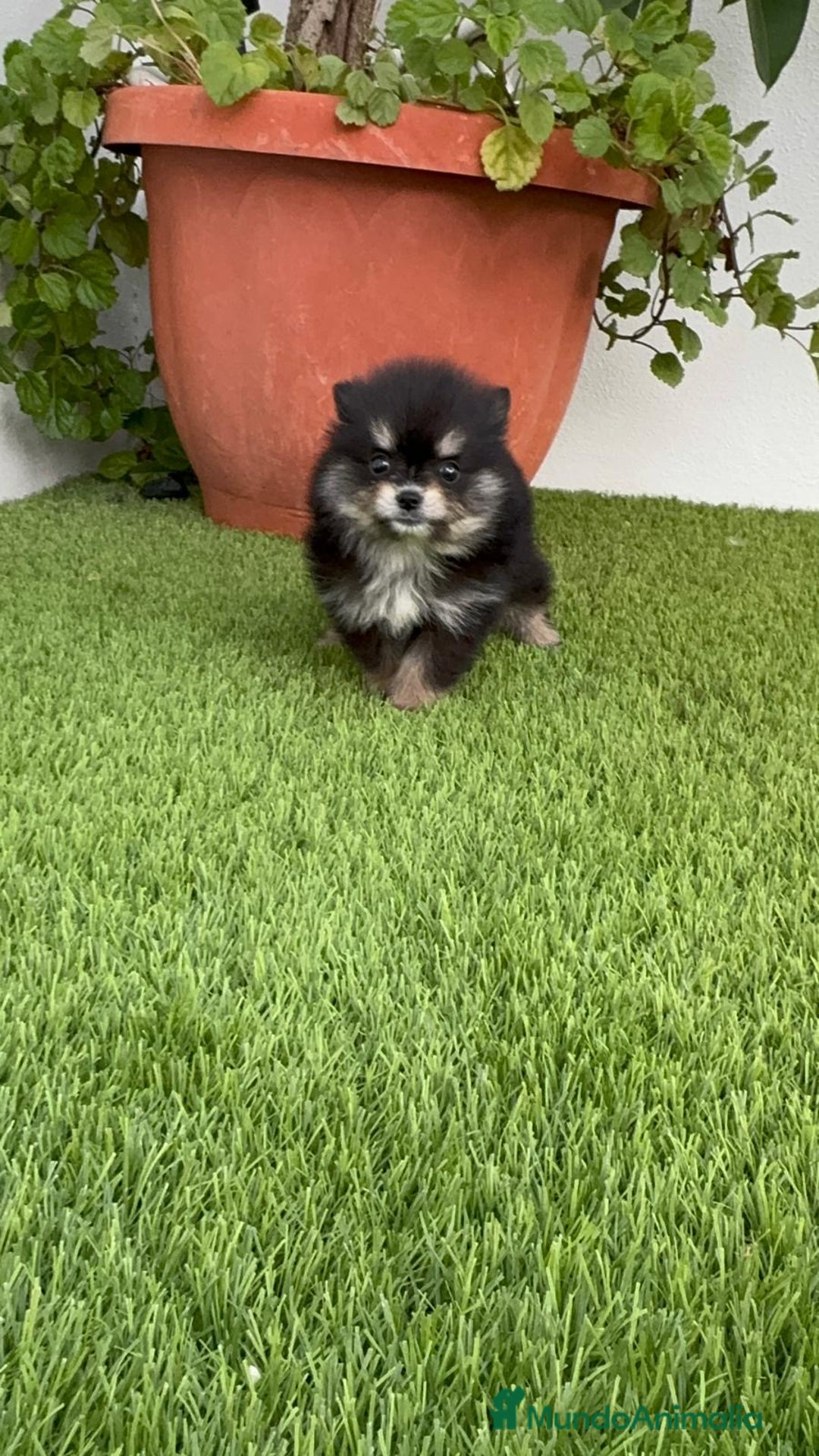 Pomerania perros en venta: POMERANIA HEMBRA DISPONIBLE - Imagen 4