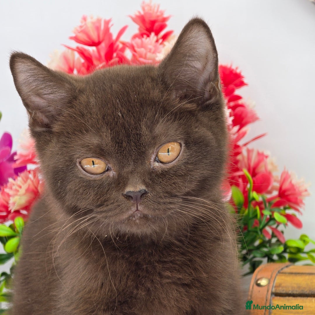 Británico de Pelo Largo gatos en venta: british long hair puppies - Anuncio 2