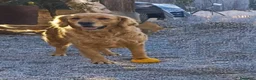 Golden Retriever perros en venta: Golden  - Anuncio 1