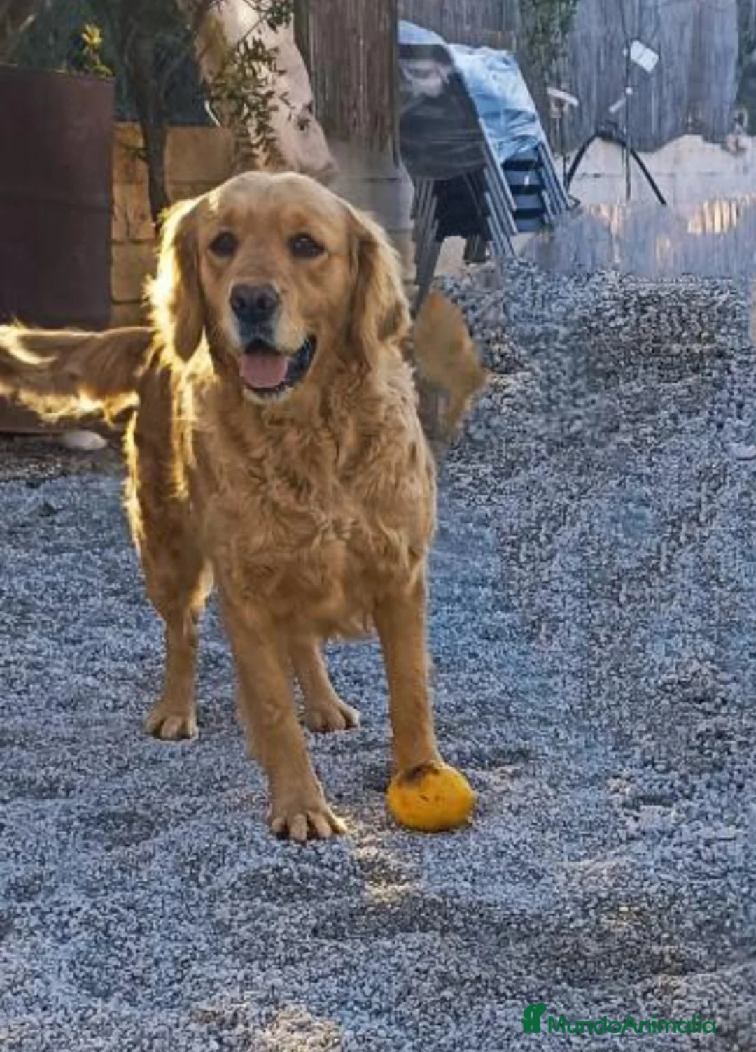 Golden Retriever perros en venta: Golden  - Anuncio 1