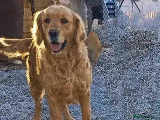 Golden Retriever perros Golden - Anuncio 1