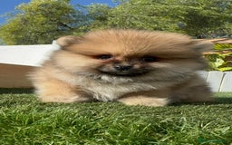 Pomerania perros en venta: POMERANIA HEMBRA - Imagen 5