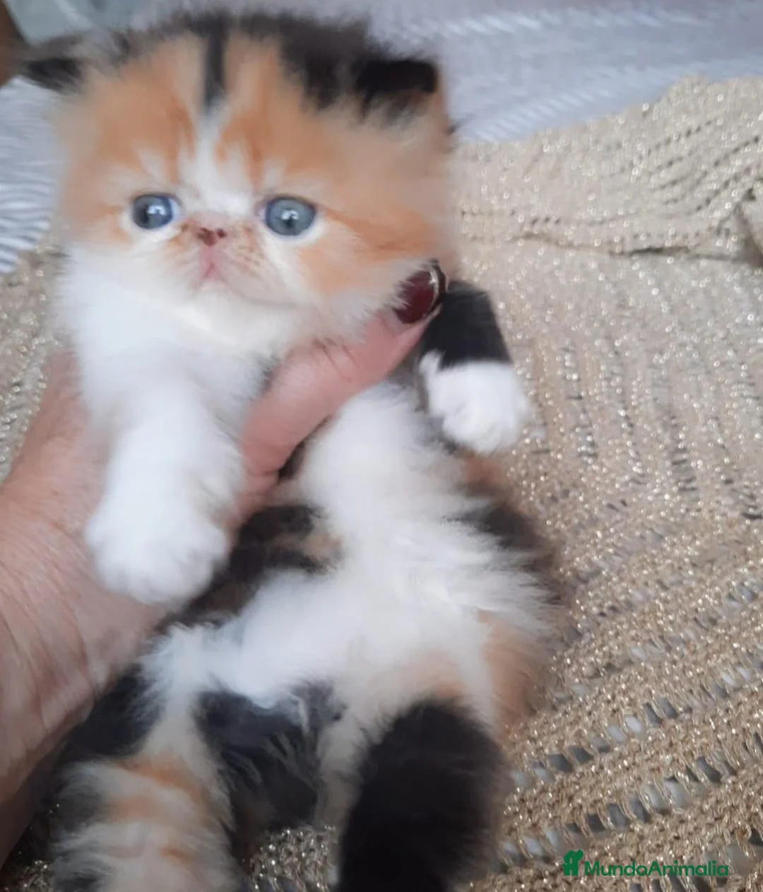 Exótico de Pelo Corto gatos en venta: 💖GATITOS PERSA EXÓTICOS/TRICOLOR/HIMALAYOS 💘 en Madrid - Anuncio 2