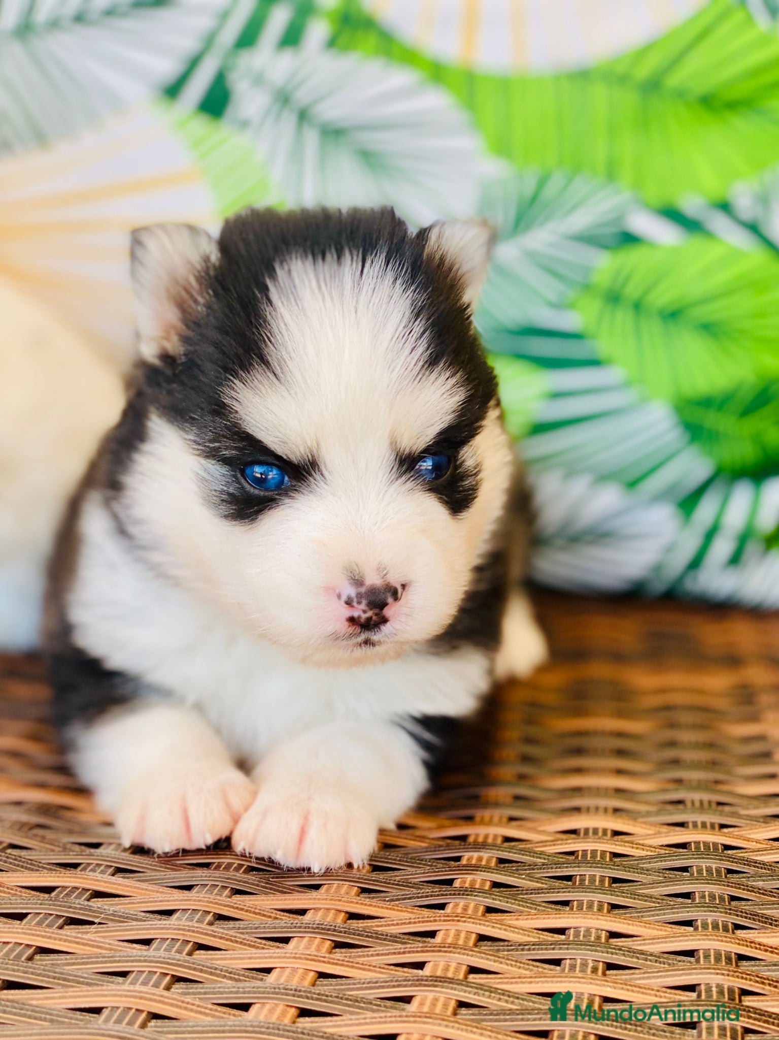 Pomsky perros Pomsky. Husky miniatura - Anuncio 1