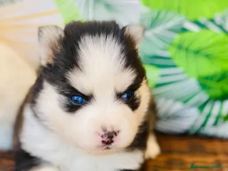 Pomsky perros Pomsky. Husky miniatura - Anuncio 1