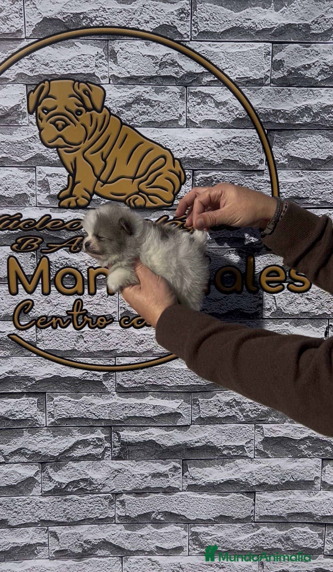 Pomerania perros en venta: Cachorros pomerania - Anuncio 3