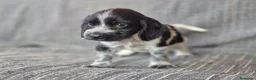Cocker Spaniel Inglés perros en venta: Cocker Inglés Ruano Azul y Blanco y Naranja  - Anuncio 4